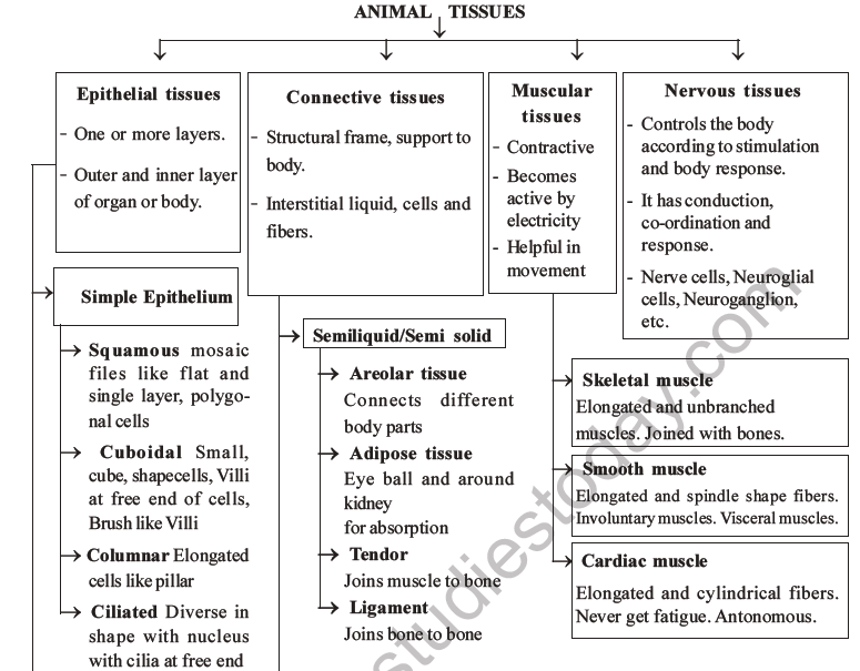 NEET Biology Animal Tissues MCQs Set A, Multiple Choice Questions